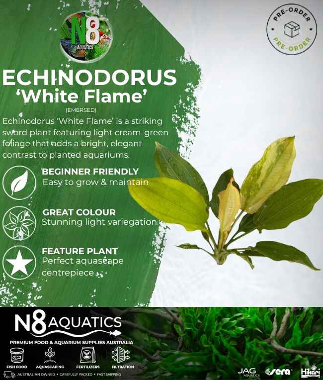Echinodorus 'White Flame' (Emersed) N8 Aquatics