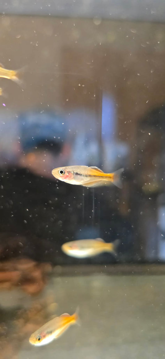 Bosemani Rainbowfish male showing vibrant blue and orange coloration