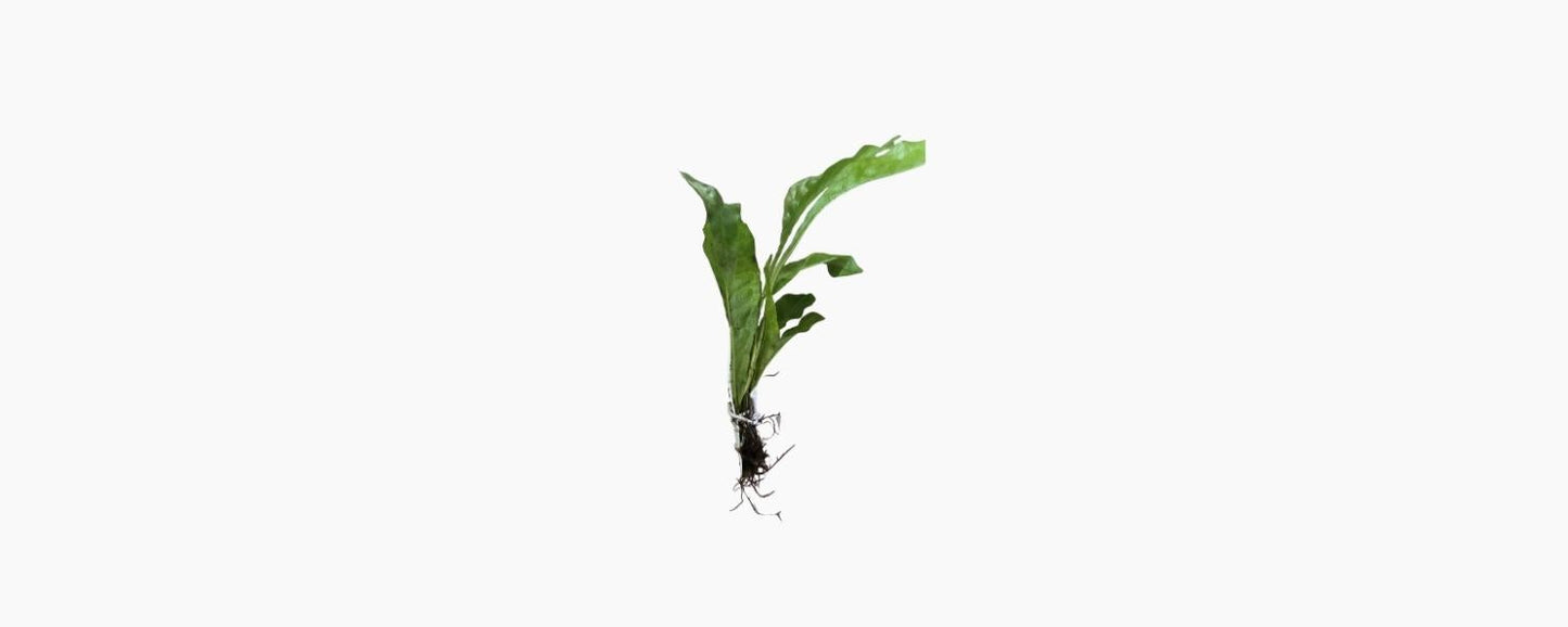 Small Java Fern - N8 Aquatics
