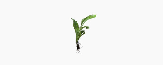 Small Java Fern - N8 Aquatics