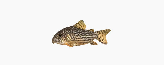 Sterbai Cory (Corydoras sterbai) 2-3cm N8 Aquatics