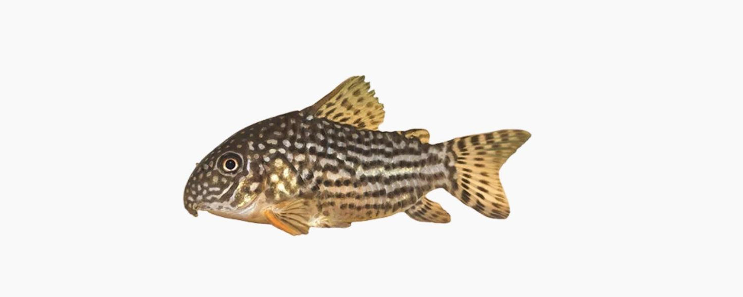 Sterbai Cory (Corydoras sterbai) 2-3cm